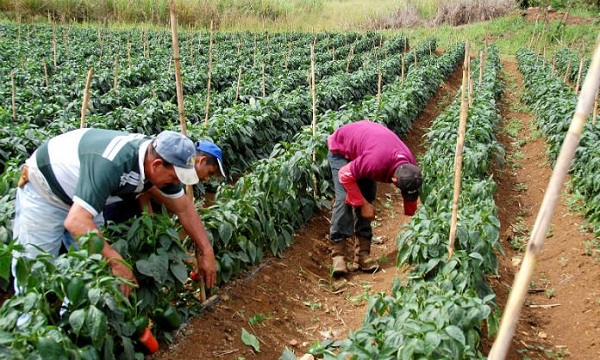 Agricultores1