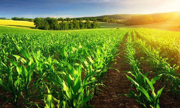 produccion-agricola