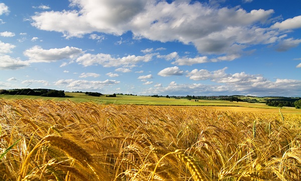 sonar-un-campo-arado