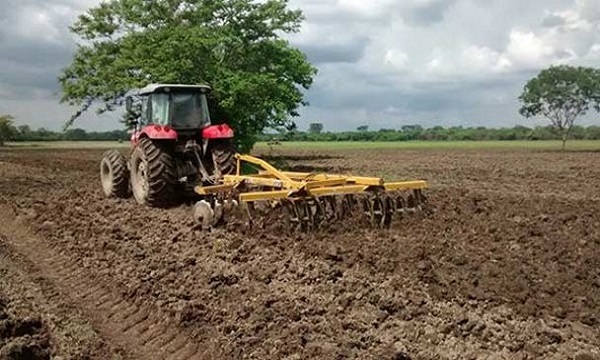 siembra-arroz-f1
