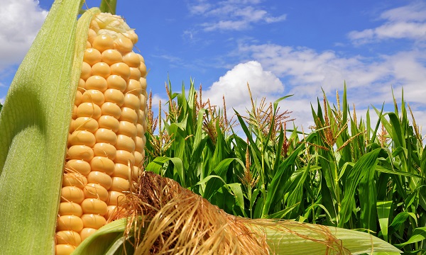 Ear of corn against a field under clouds
