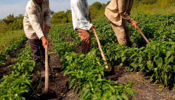 gran-agricultores