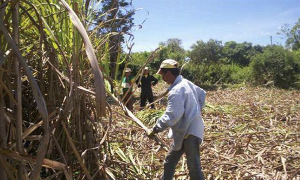 Sector Acurero Sector azucarero