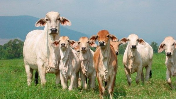 Fedenaga denuncia que déficit de combustible paraliza despacho de alimentos Fedenaga denuncia que déficit de combustible paraliza despacho de alimentos