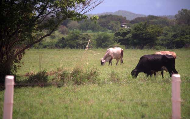 Vacas Machiques Vacas Machiques