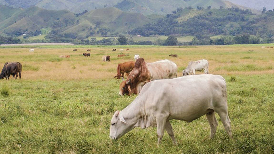Productores Agropecuarios demandan atención prioritaria Comunicado de Fedeagro y Fedenaga