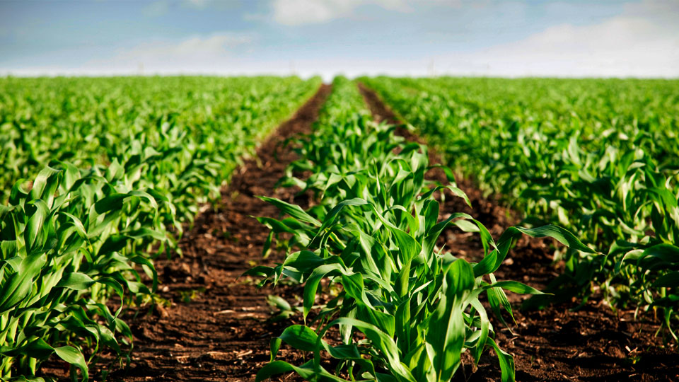 Productores Agropecuarios demandan atención prioritaria Comunicado de Fedeagro y Fedenaga