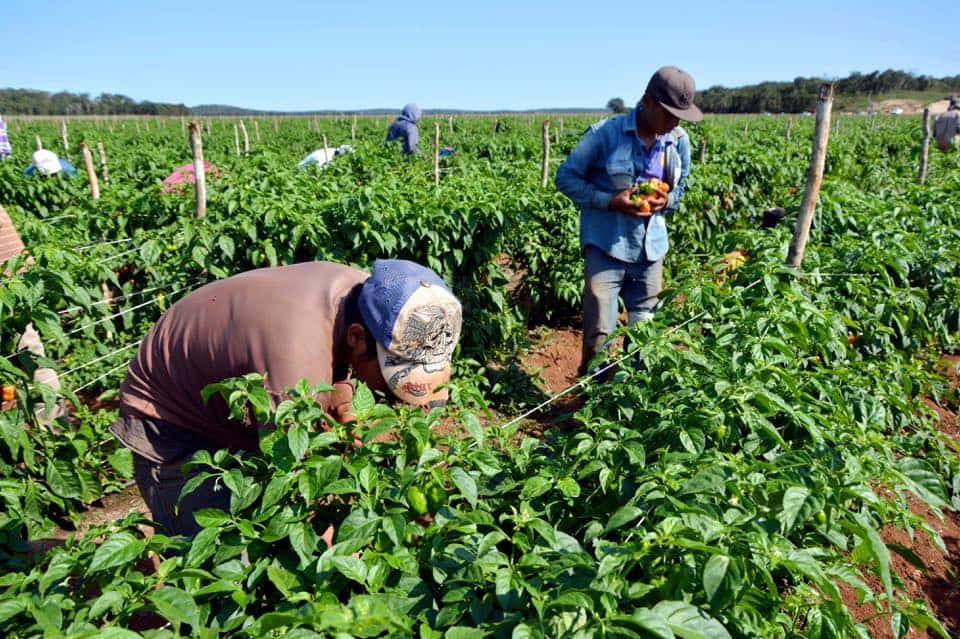 Producción agrícola en Venezuela Producción agrícola en Venezuela