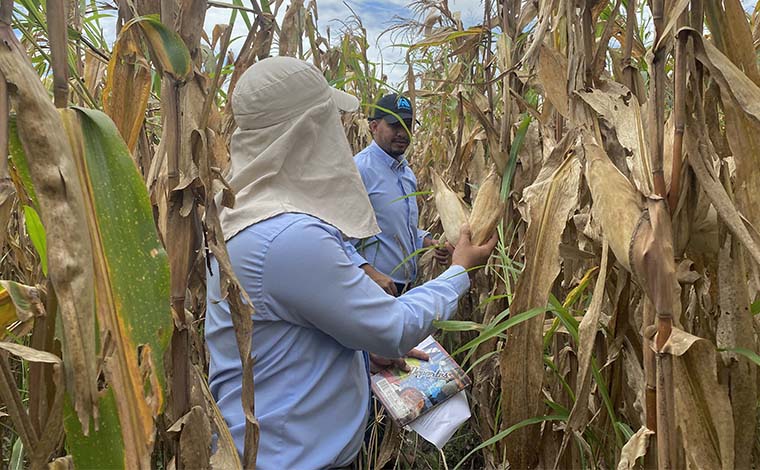 Asoportuguesa se mantiene en campo, con estimaciones de cosecha y apoyo a los agricultores Asoportuguesa se mantiene en campo, con estimaciones de cosecha y apoyo a los agricultores